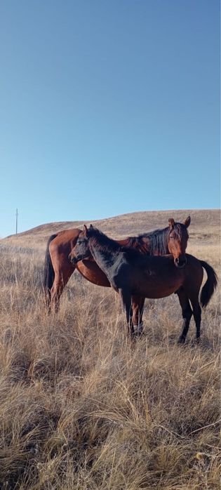 Жабағы сатылады еркек