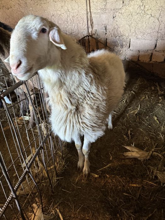 Arashan qochqor sotiladi