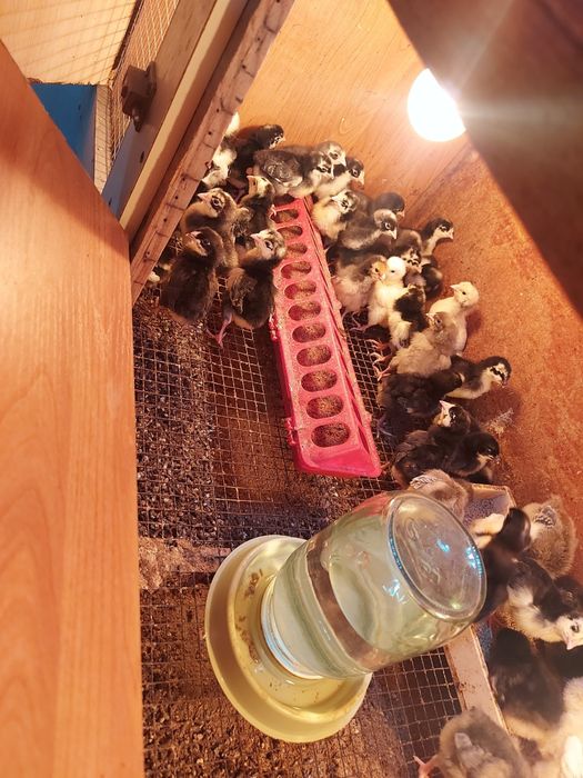 Колдын жумырткасы