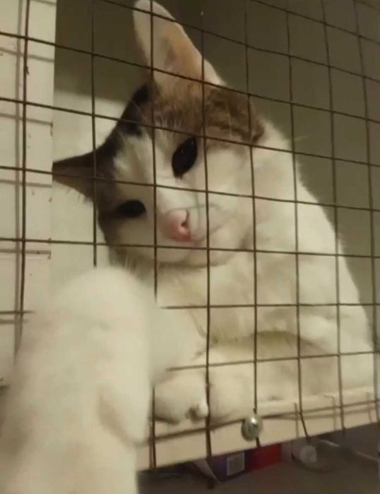 Умный котик ищет дом