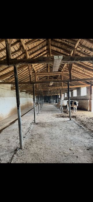 Продава се действаща кравеферма