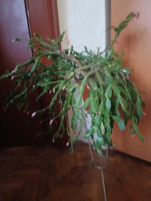 Продавам коледниче