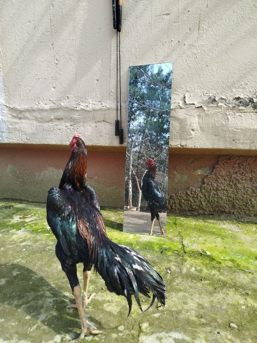 Хуроз туллак тоза карейс