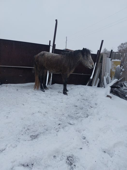 Продам кобылу 4летка