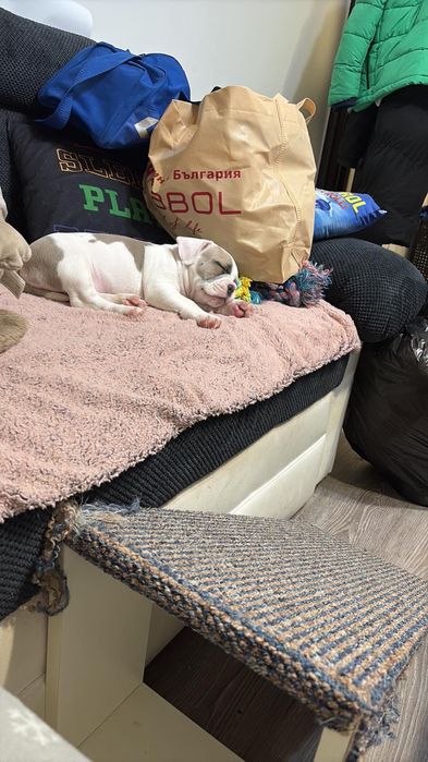 American bully американско були момче