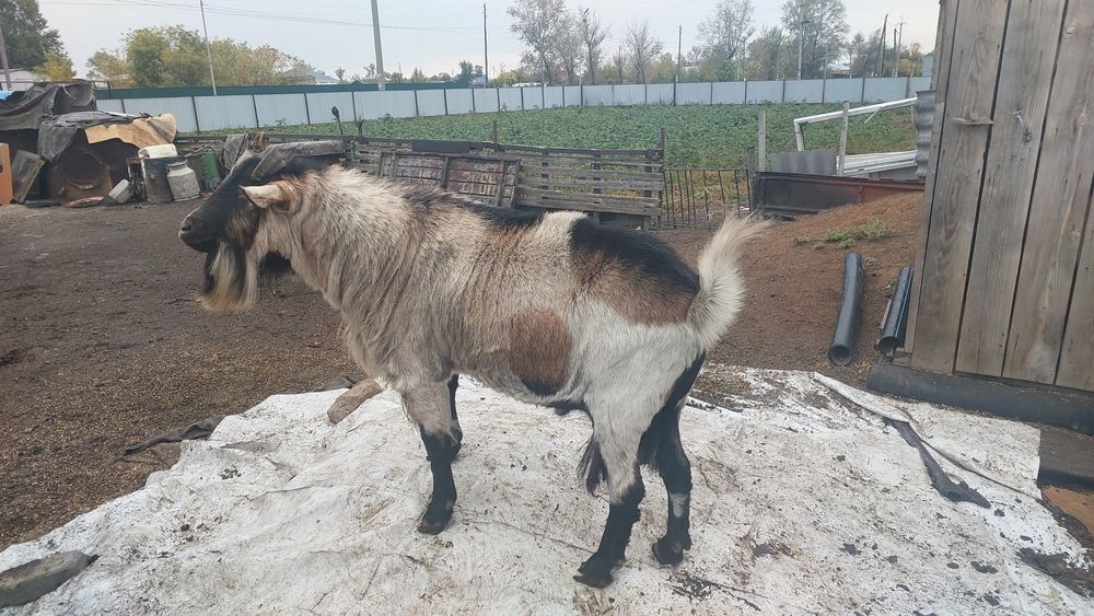 Продам породистого козла