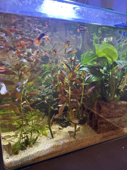 Acvariu Dennerle 50L