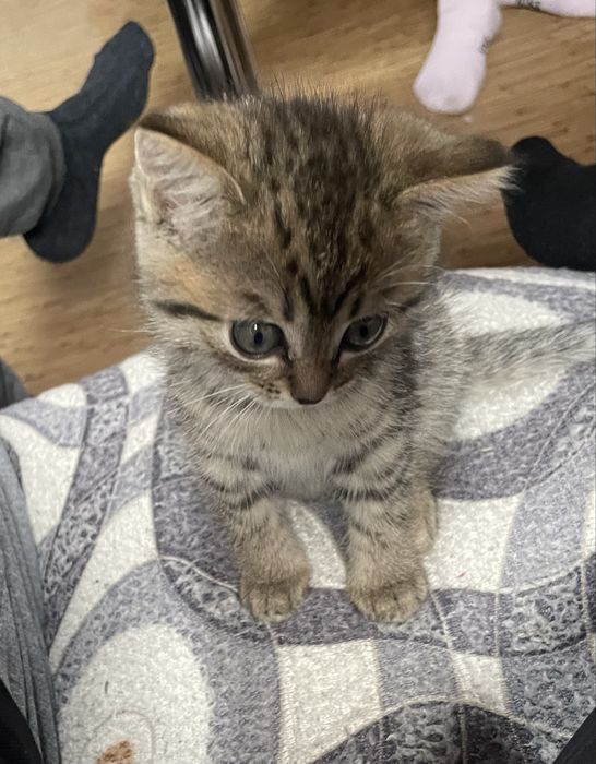 Котенок девочка от британки