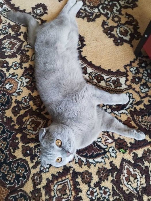 продаётся кот вислоухий