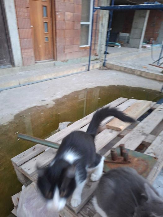 подрявам две котета