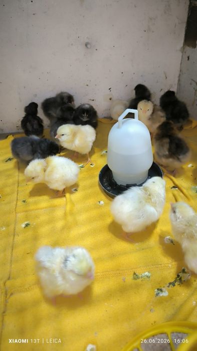 Продам домашних цыплят