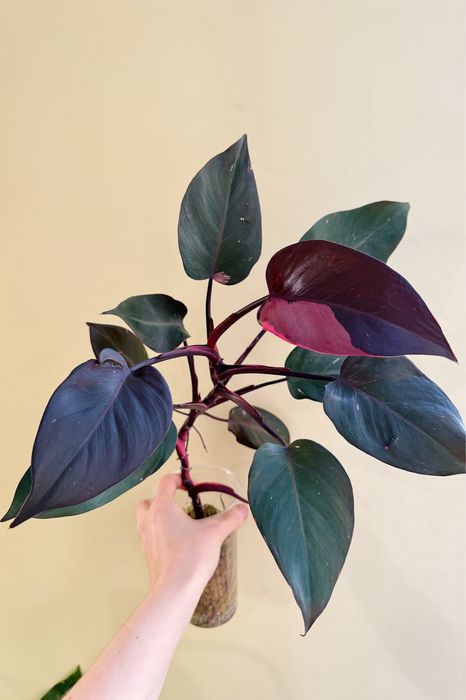 Филодендроны разные