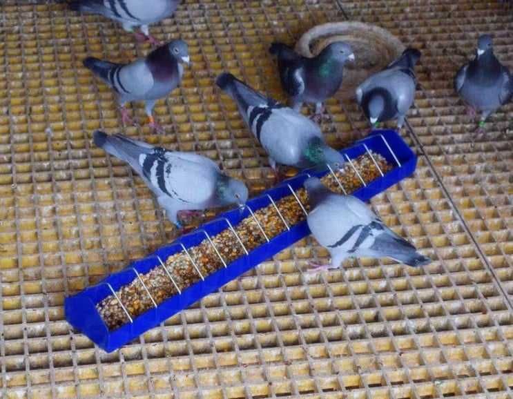 Пластмасова линейна хранилка за птици 60/80/100 см