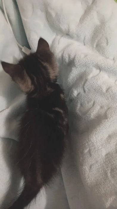 Отдам котят в добрые руки. Три котенка девочки
