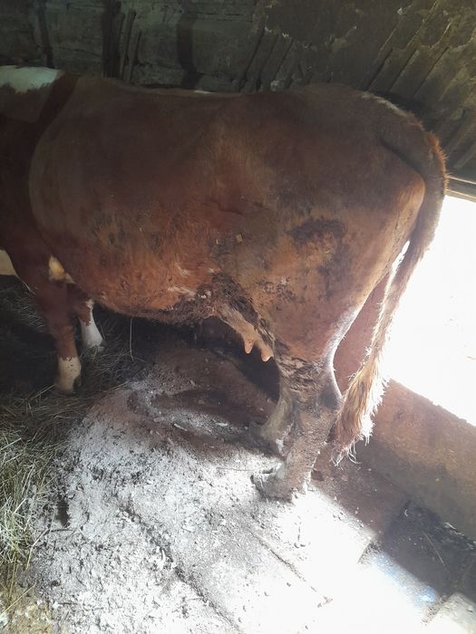 Vaca baltata de 3 vitei