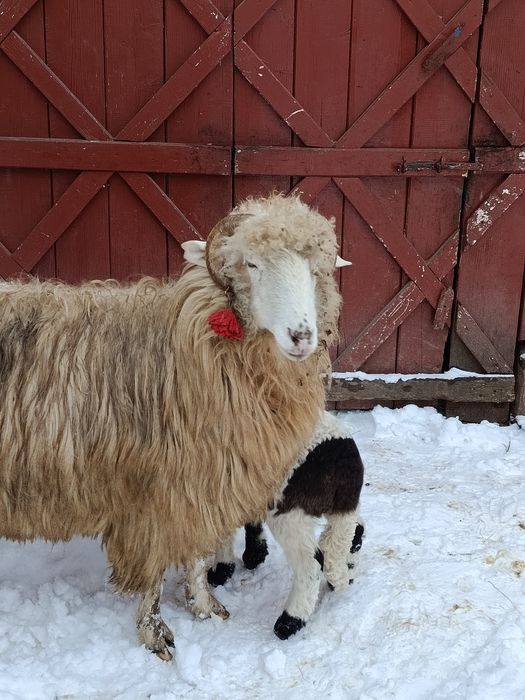 Vând oaie cu mieluță
