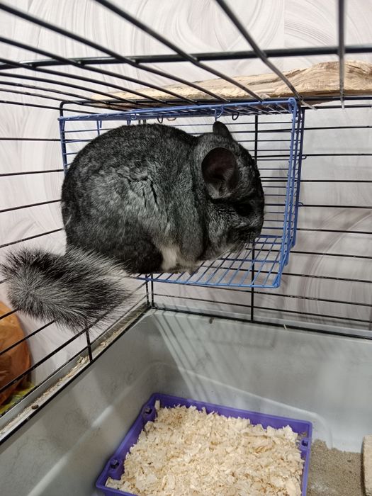 Шиншилла мальчик