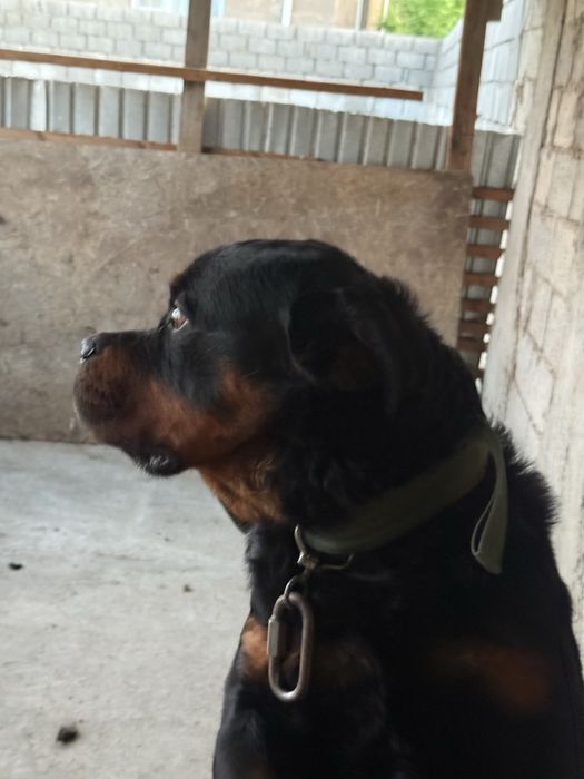 Родословный ротвейлер