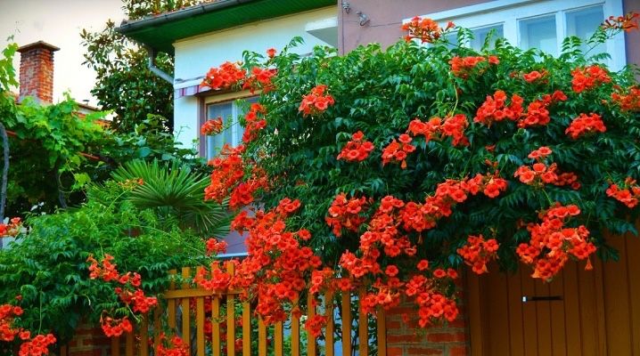 Саженцы лианы кампсис