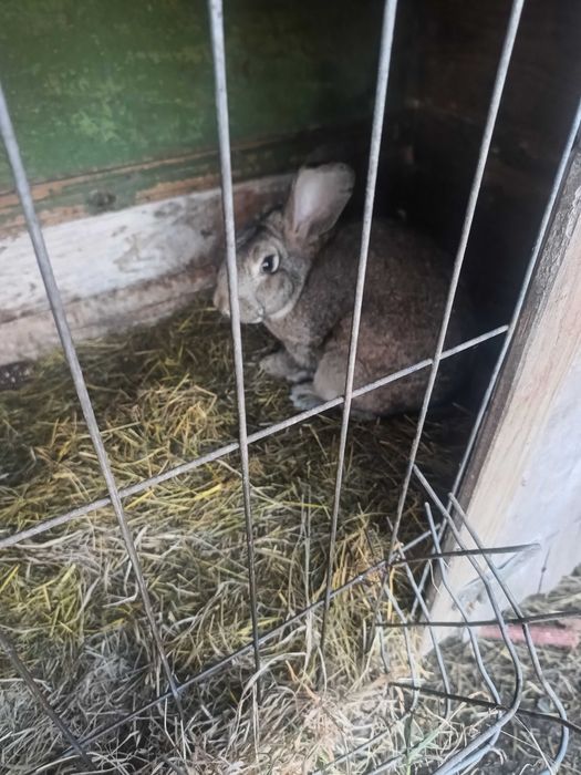 Vând sau schimb 2 iepurii masculi sau schimb cu femelee