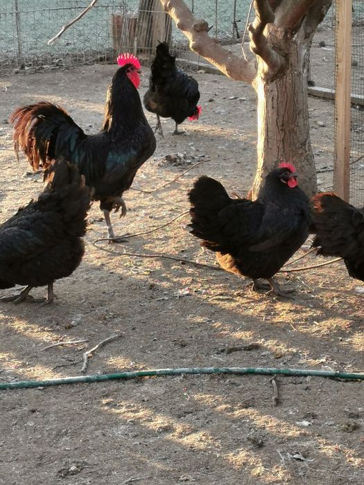 Vând familie australorp negru