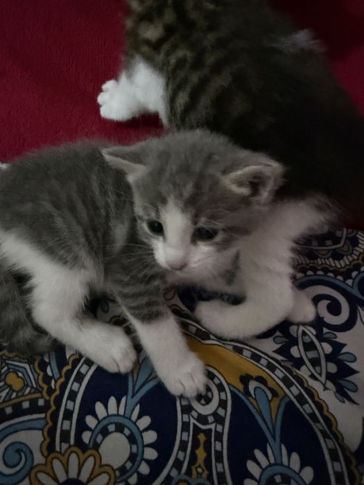 котята отдам в хорошие руки 2 девочки