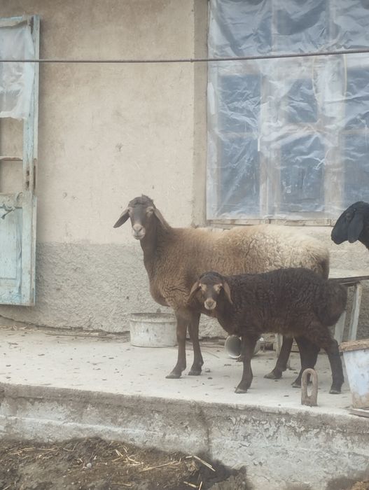 Arashan sovliq 2 chi bolasi quchqor srochna sotaman