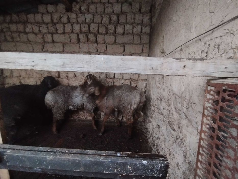 Halol boqilgan qoʻchqorlar sotiladi