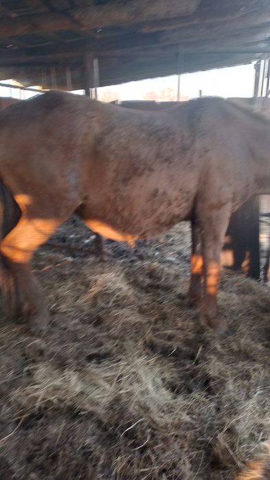 Продам кабылу и жеребчика