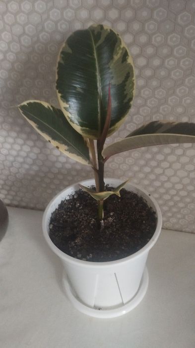 Фикусы разных сортов, район Евразии