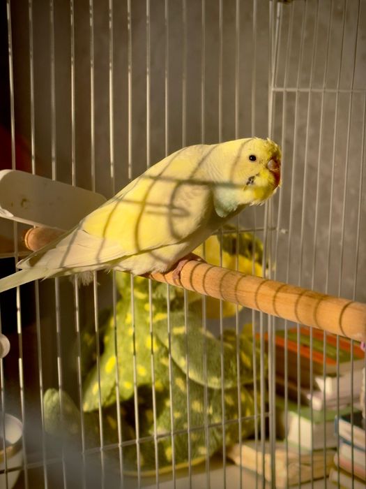 Волнистый попугай