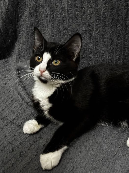 Котенка в добрые руки