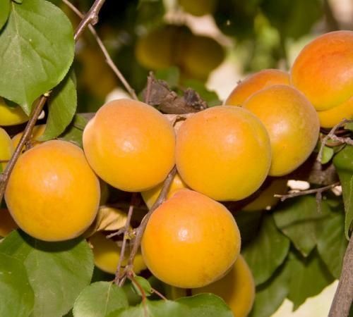 Pomi Fructiferi Străvechi Glia Strămoșească (la ghiveci Soiuri De Cais )