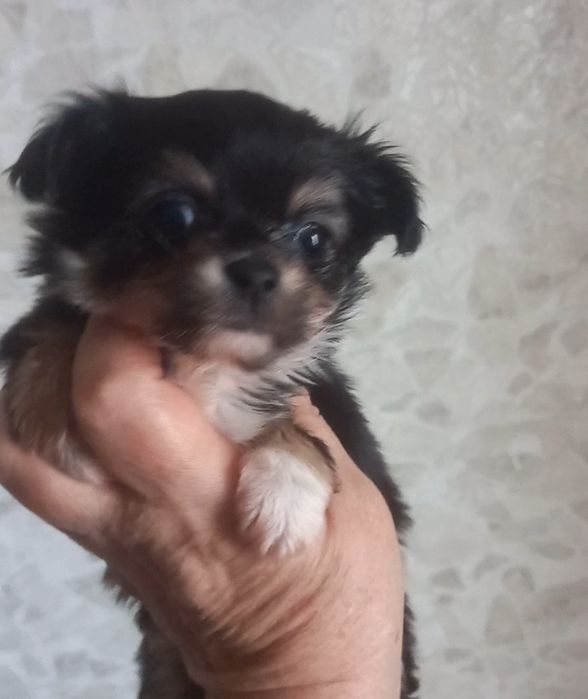 Щенок  мини чихуахуа