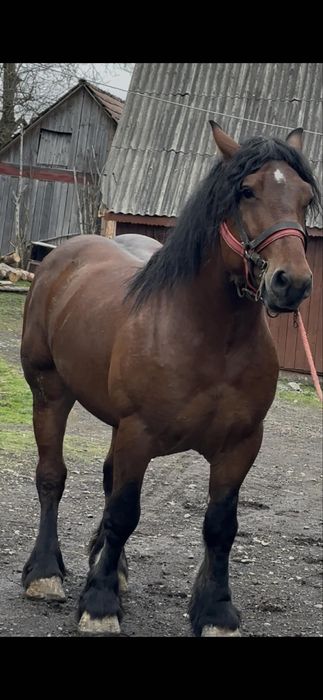 De vanzare armasar 4 ani