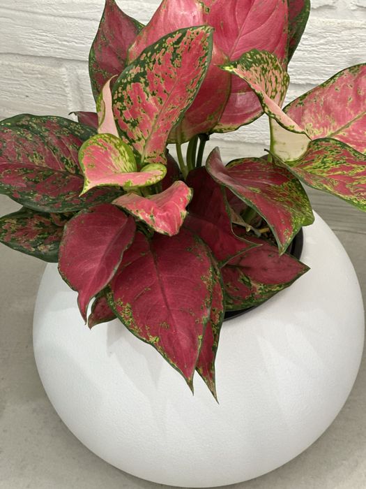 Комнатные растение-Красота и польза