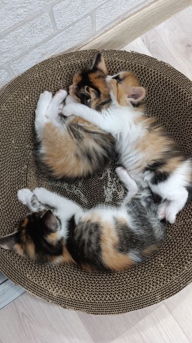 Отдам котят в добрые руки