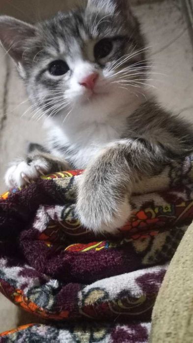 Уй мушуги.Онаси турецкий Ван зотидан.Хадия киламан