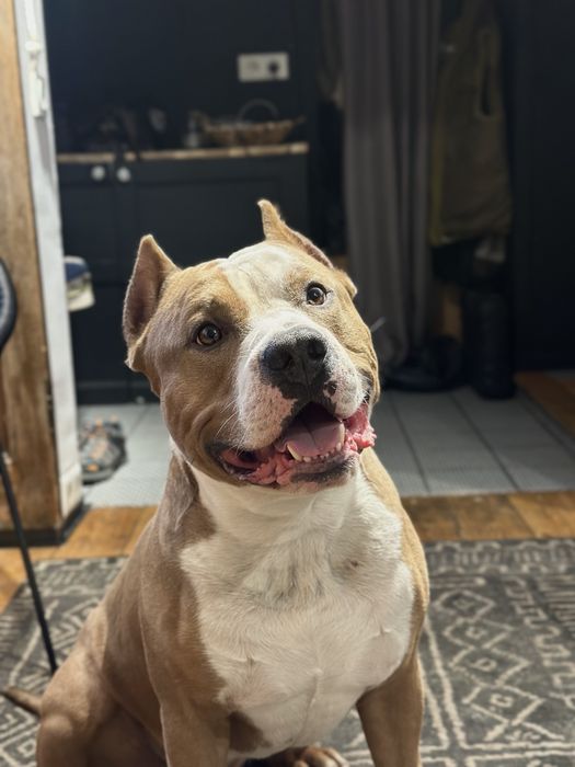 Стаффорд для вязки