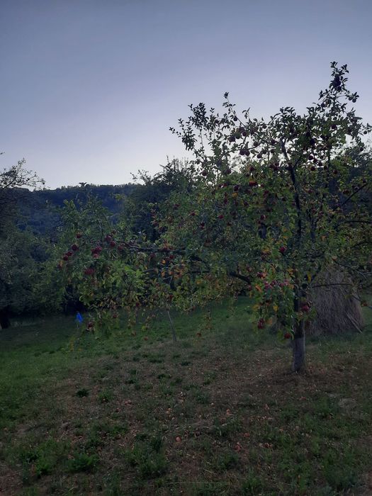 Mere  diferite soiuri
