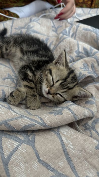 Шотландскийе котята