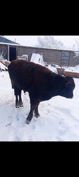 Продам бычка бык