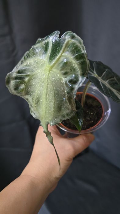 Алоказия "Веном"