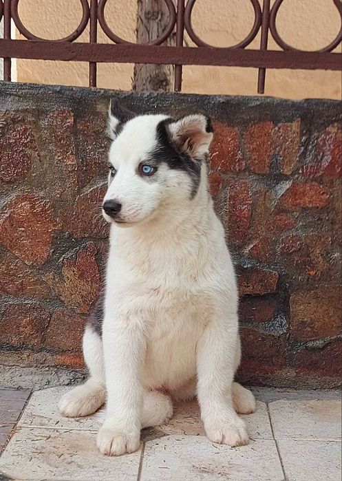 Очень нежные и красивые  щенята