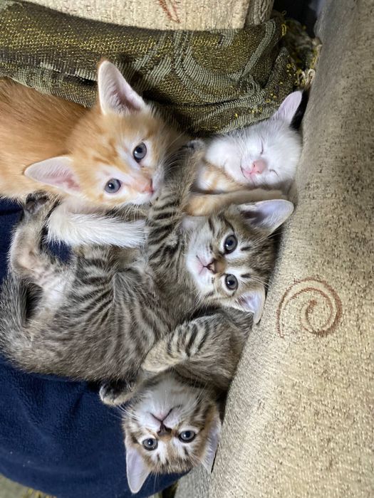 Mushukchalar sotiladi 4 ta