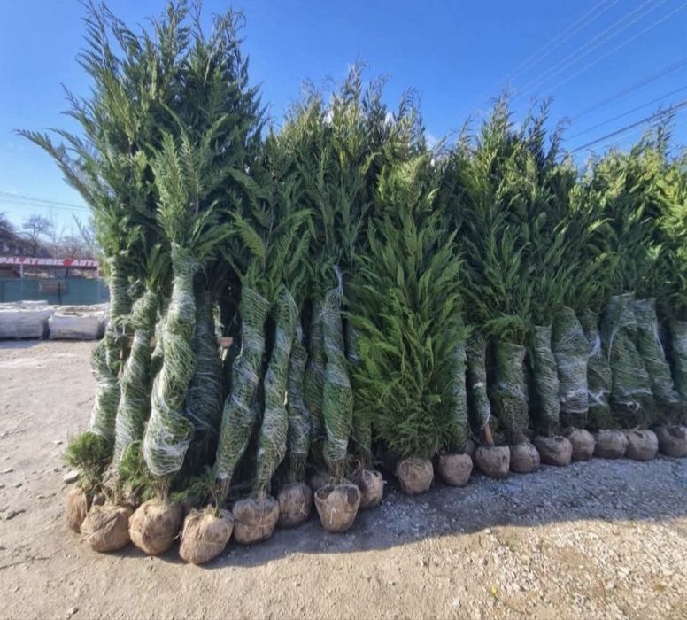 Tuia leylandii gazon rulou super oferta