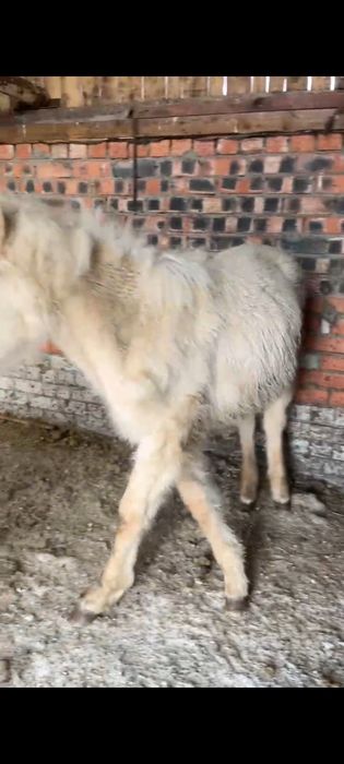 Продам кобылку..