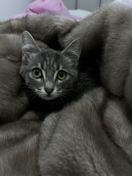 7айлық қыз мысық