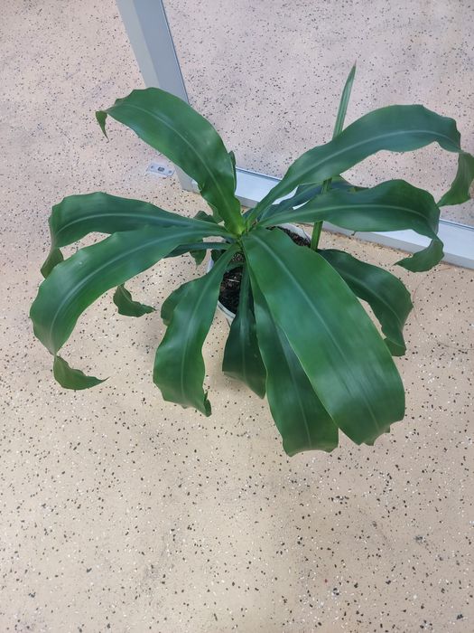 Драцена душистая