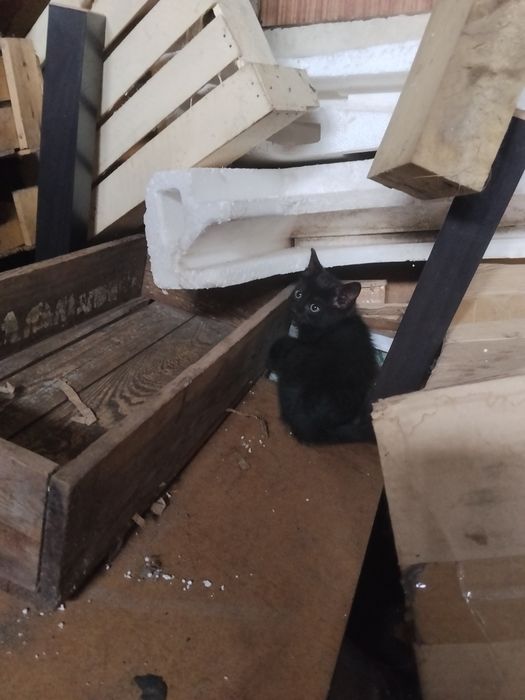 Котята от родителей крысоловов